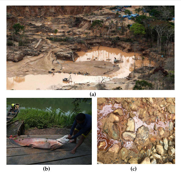 Dopady na životní prostředí v ekvádorské Amazonii. (a) Odlesňování amazonských vesnic v důsledku těžby zlata, problém posledních 40 let. (b) Kontaminace výluhy z těžebních oblastí. (c) Vyluhování toxických kontaminantů v důsledku nedostatečného zpracování odpadu z řemeslné těžby zlata.